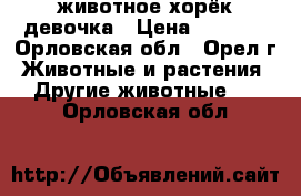 животное хорёк девочка › Цена ­ 3 500 - Орловская обл., Орел г. Животные и растения » Другие животные   . Орловская обл.